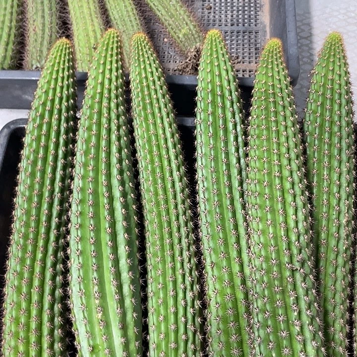 自根卡布奇诺金妞20公分