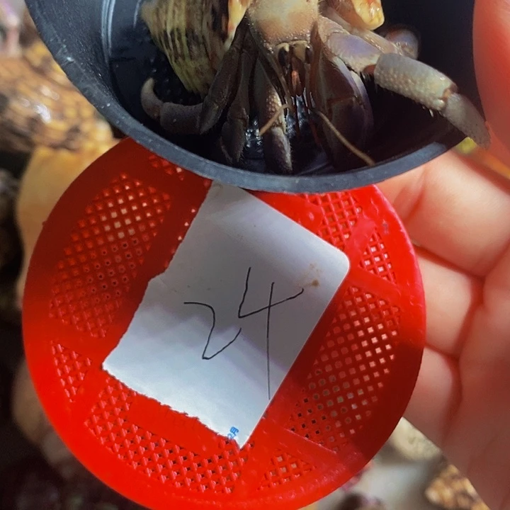 1.8口径蓝色里拉一只