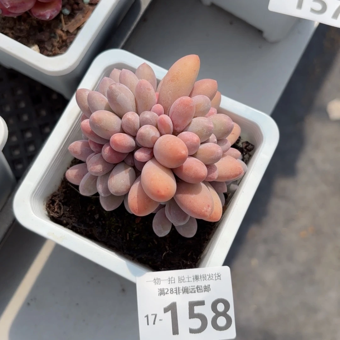 汤圆老桩多肉多肉多肉