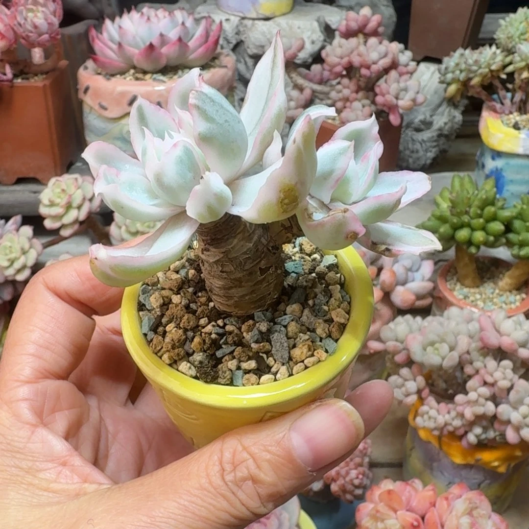 铂克利锦多肉含盆土一物一拍