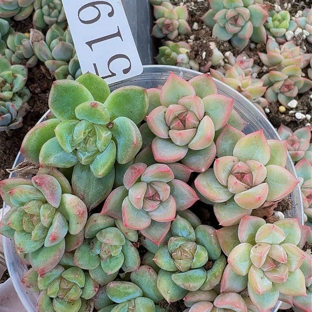 多肉植物多肉植物519
