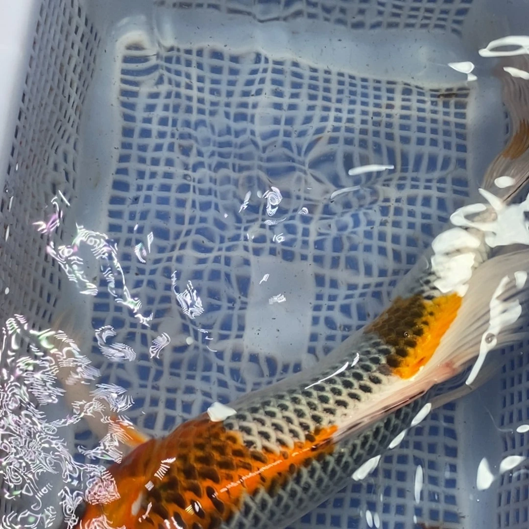 锦鲤冷水锦鲤包邮