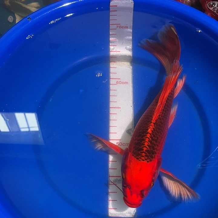 蝴蝶鲤冷水观赏鱼