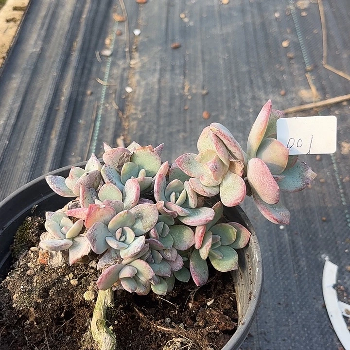 颖***凡001血脱土发货不退不换