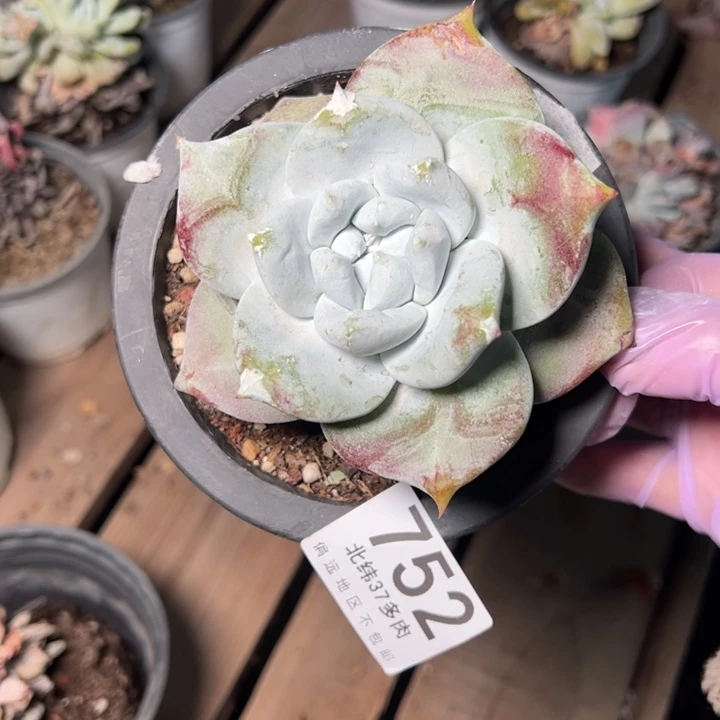 猪*752牡丹哈哈哈哈哈哈哈