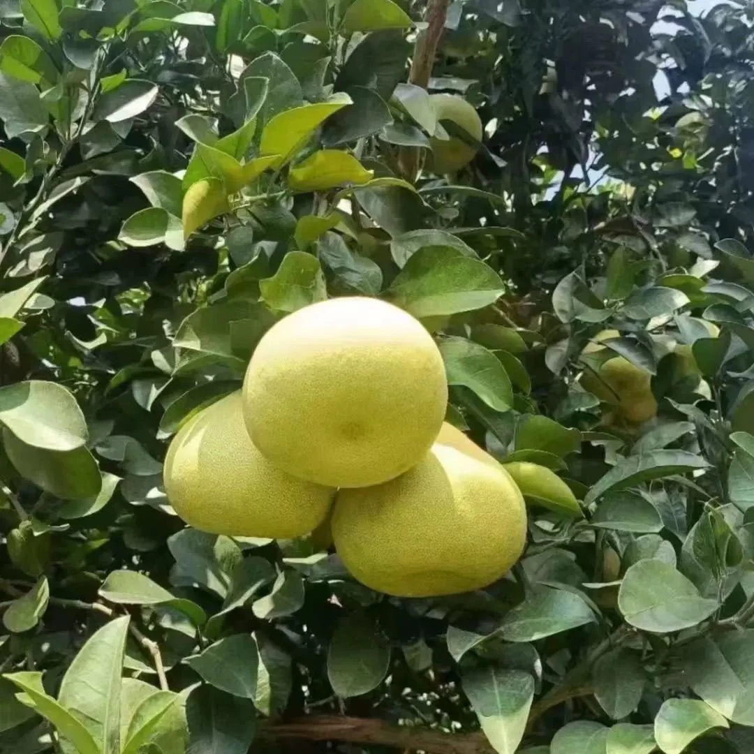 文旦柚一级特大果青皮多汁新鲜水果