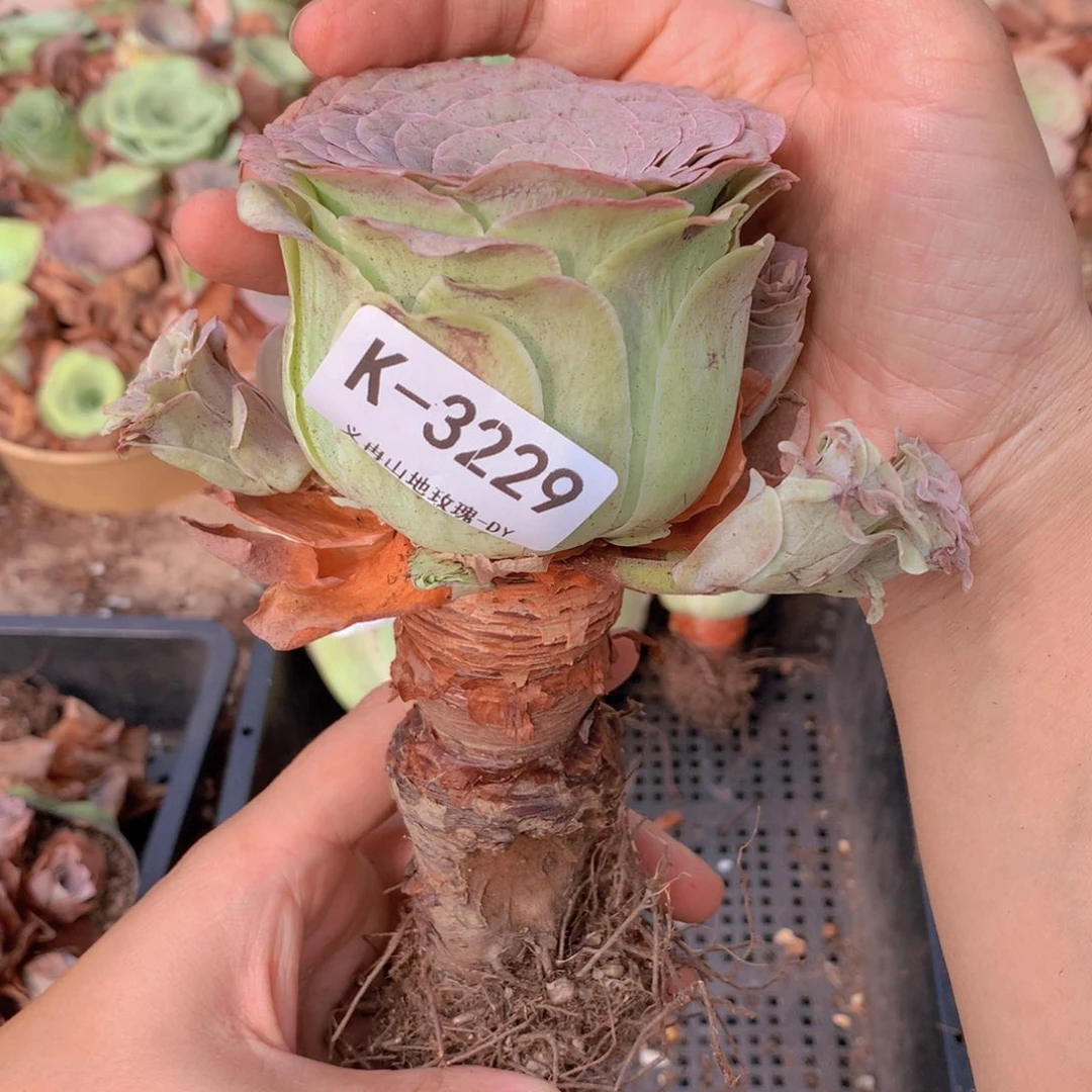 3229杆子有瑕疵会掉侧芽