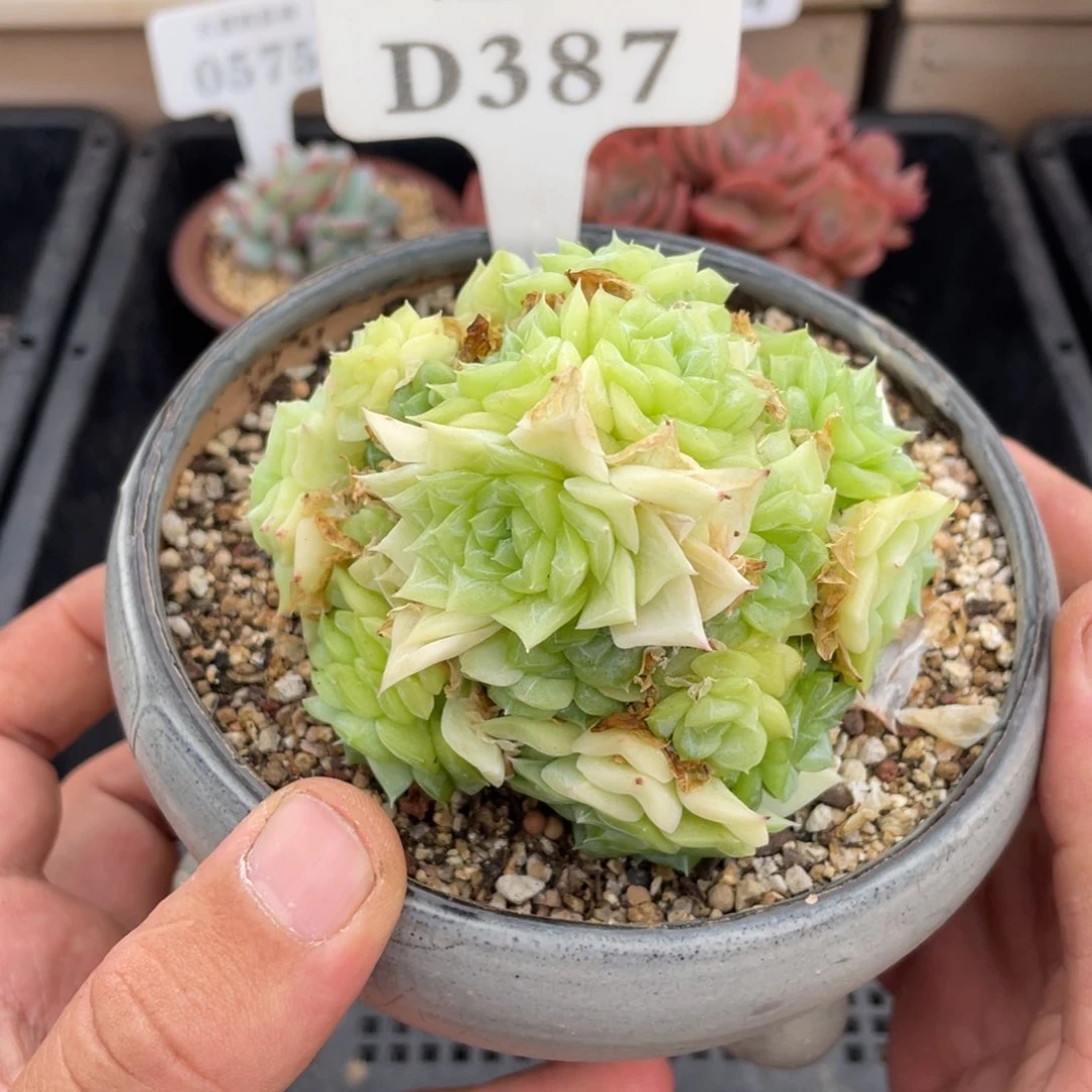387白天鹅不带盆9厘米