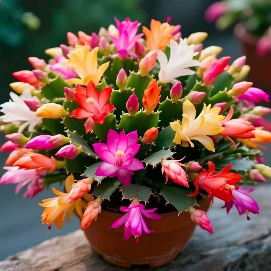 多色蟹爪兰原盆原土发货