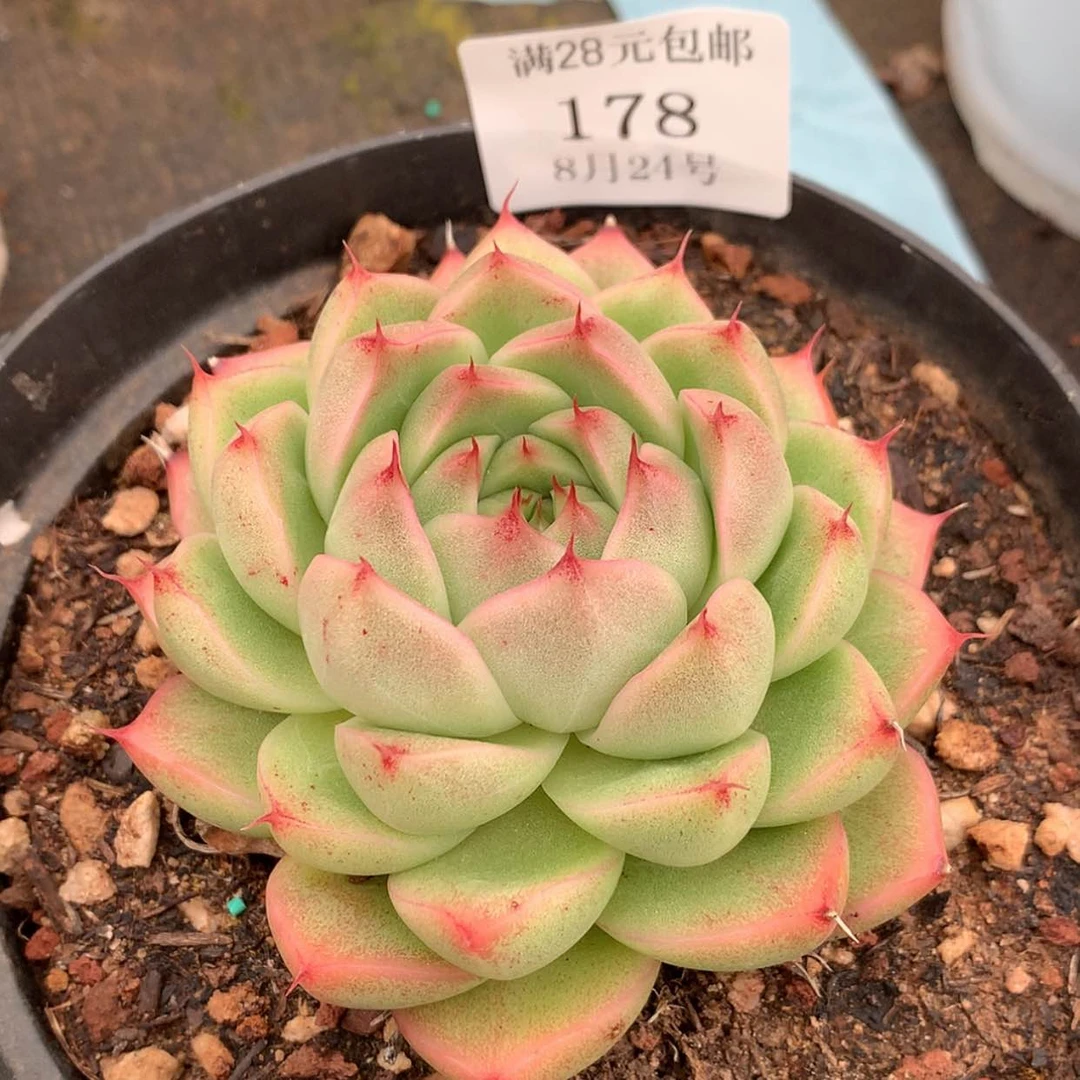 【闪购商品】云178号