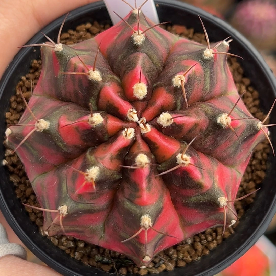 泰系实生豪臀米哈锦562