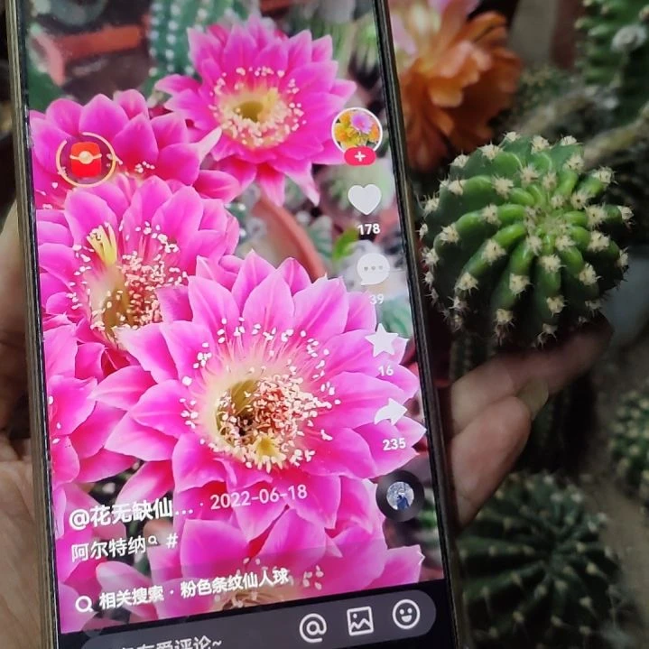 仙人球丽花阿尔特那侧芽3-4公分