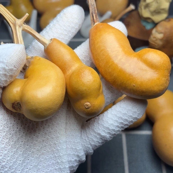 临***哥伤6666666666666666