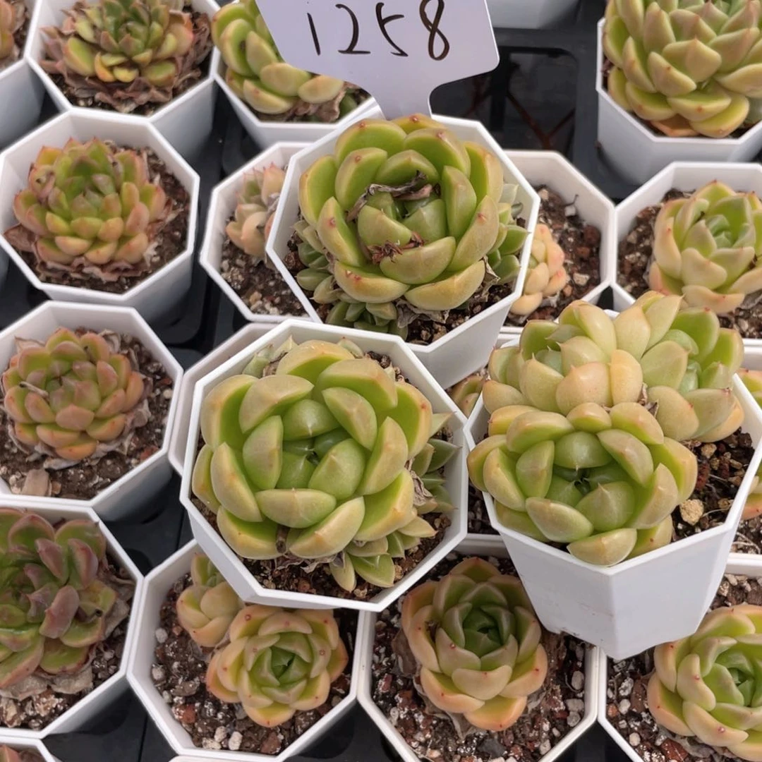 薇薇安园艺多肉1258