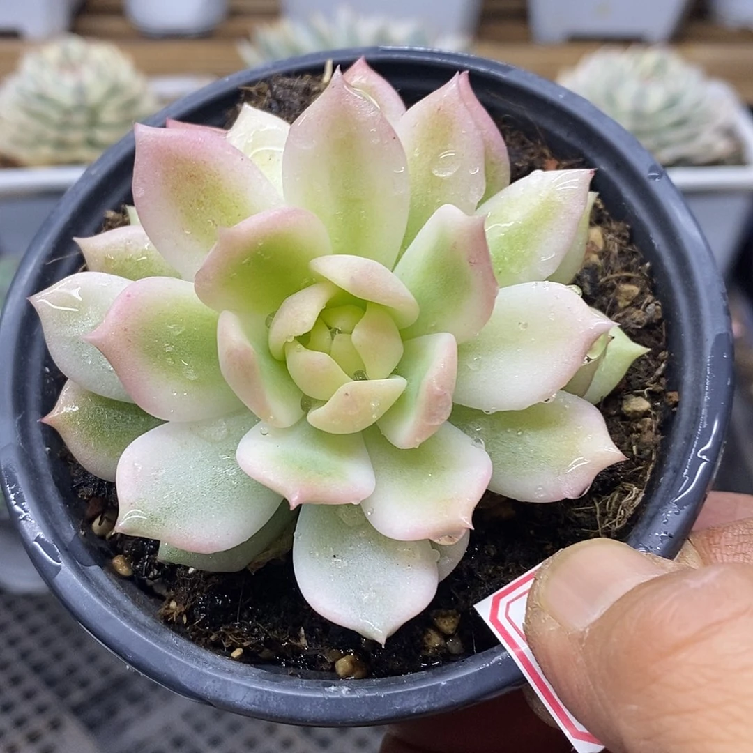 2938 冰霜宽覆轮锦 需延时发货