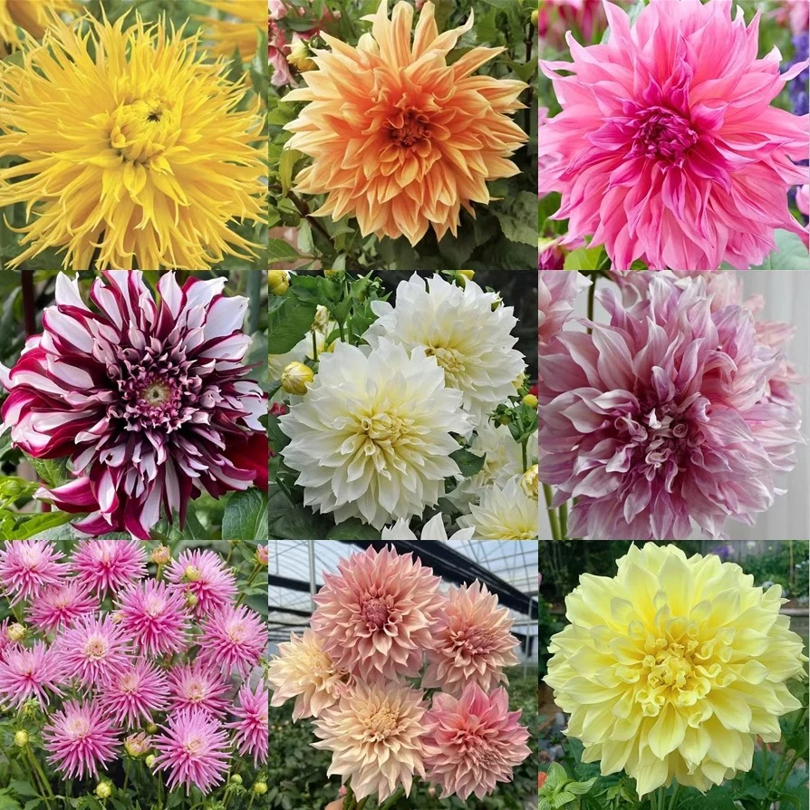 大丽花种球盆栽庭院花卉多年生植物阳台地栽开花颜色随机