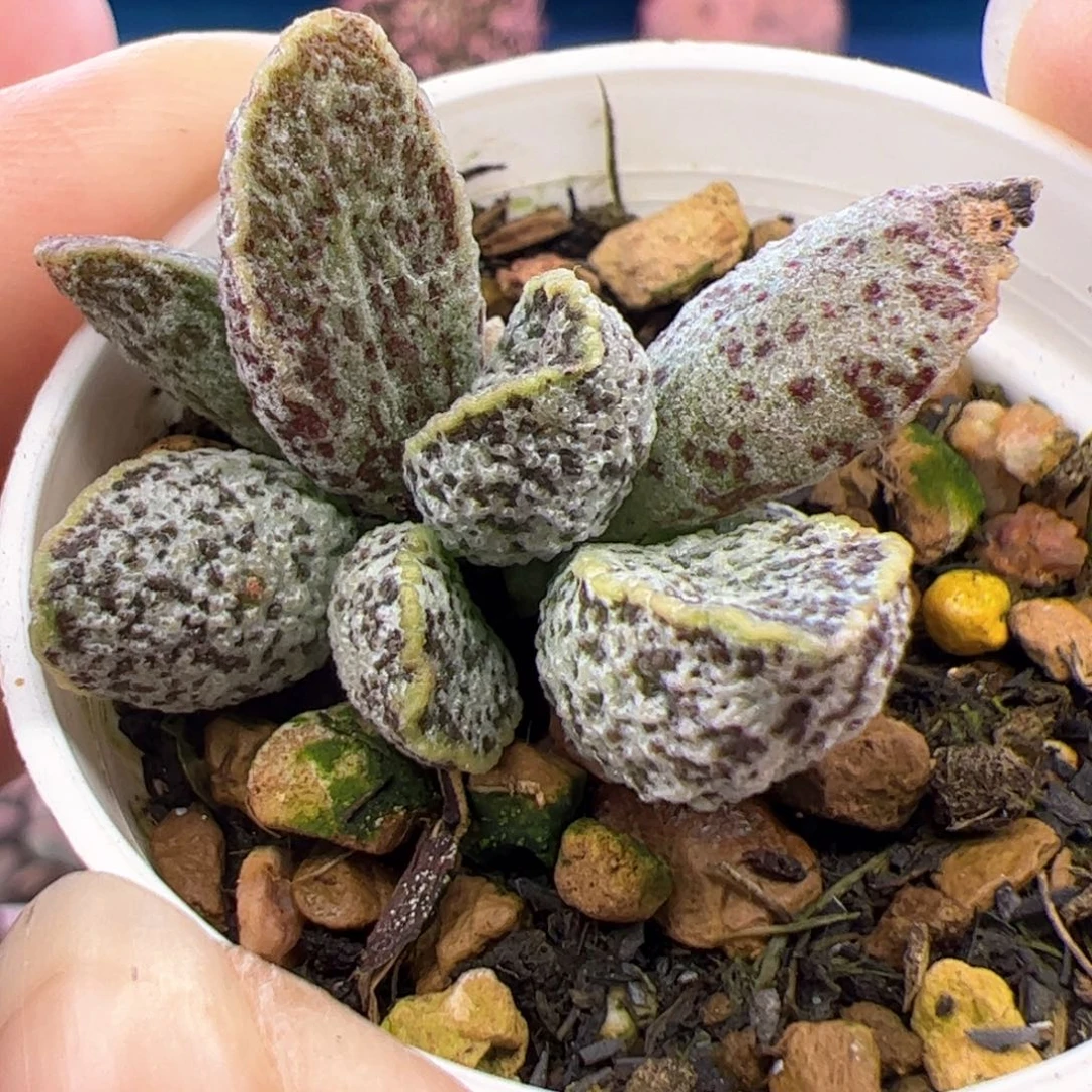 花螺。              