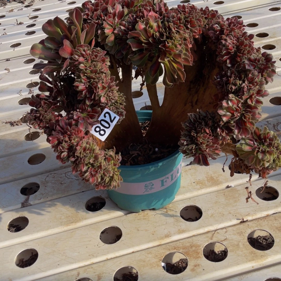 女巫宽中班7////8包邮