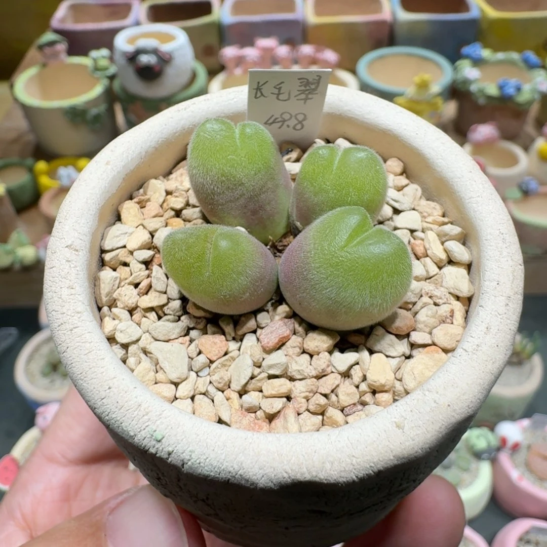 蘑菇1110长毛毛翠滴多肉植物