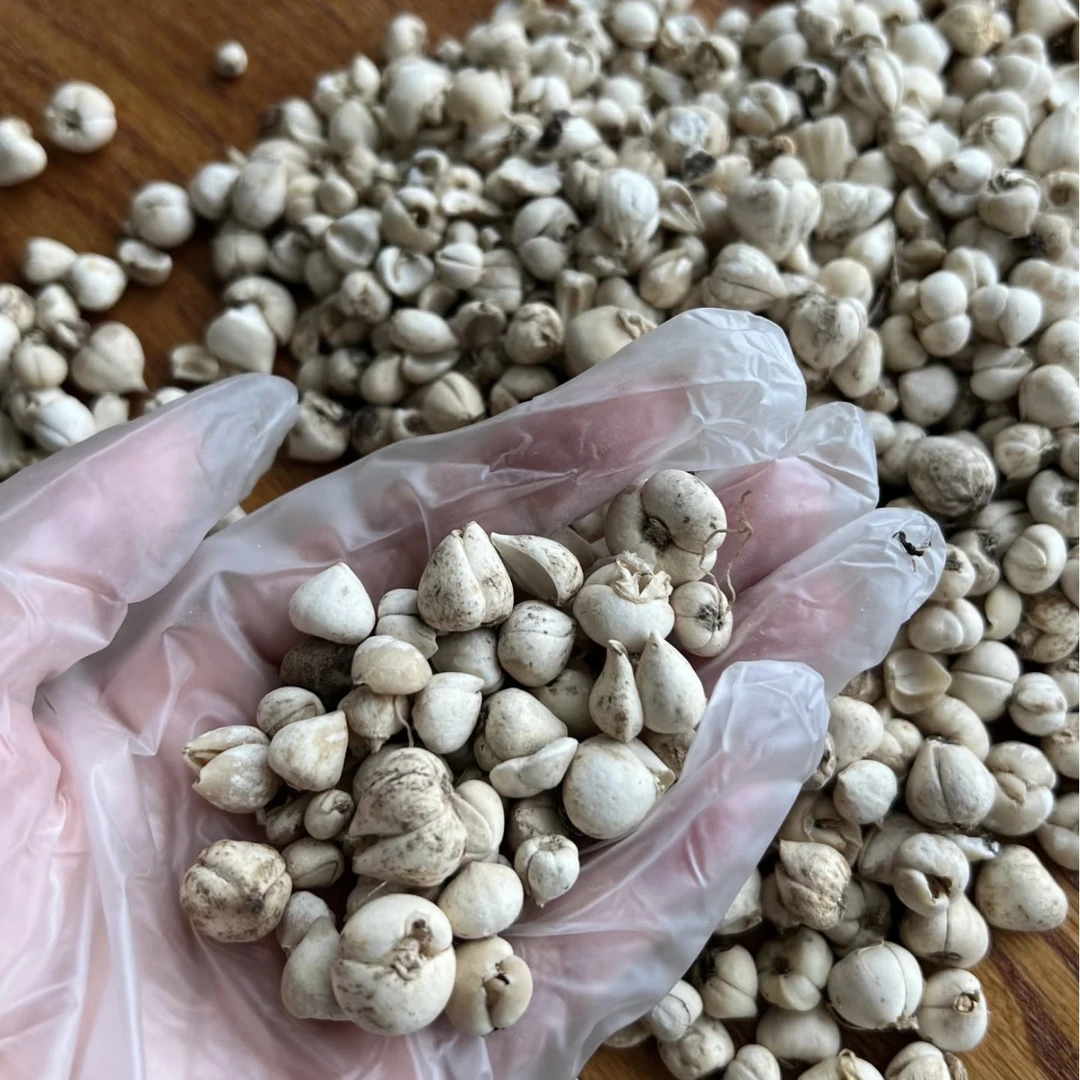 朴本堂西藏藏贝母特级野生川贝可打粉煲汤