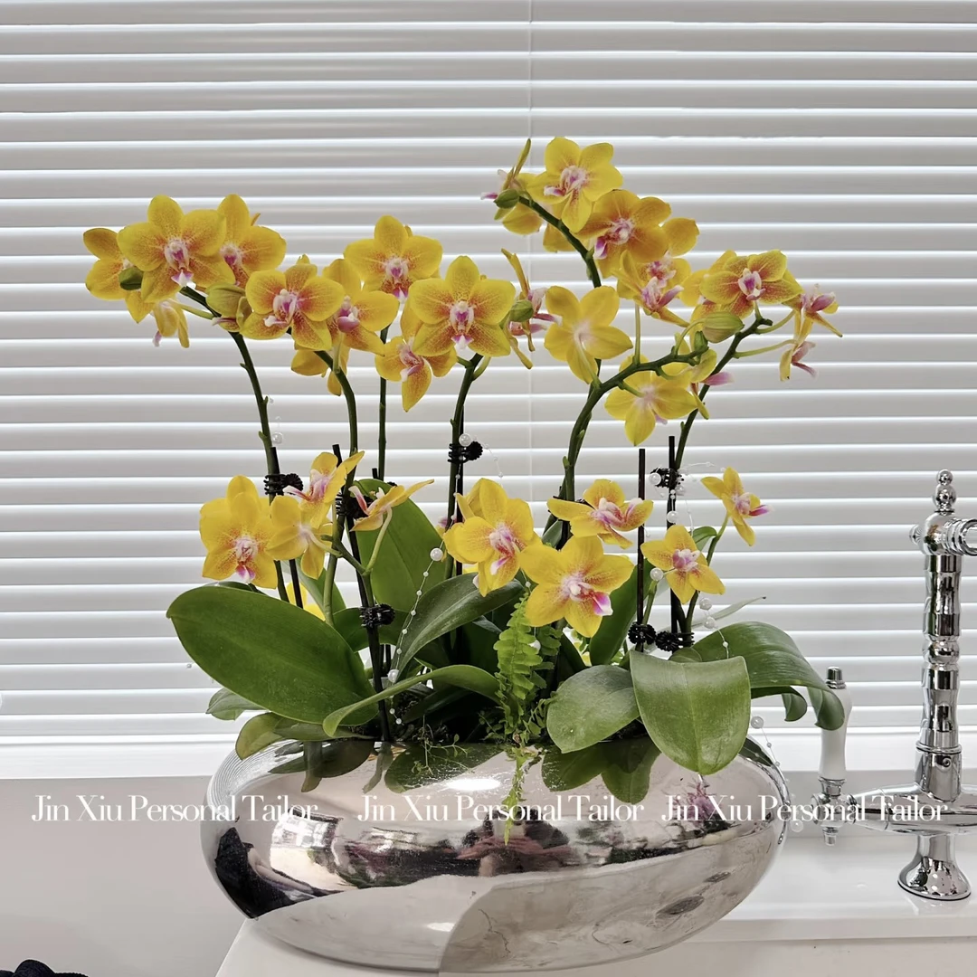 《新疆包邮》彼自豪蝴蝶兰小众稀缺色系、精品花卉花色鲜艳好养活