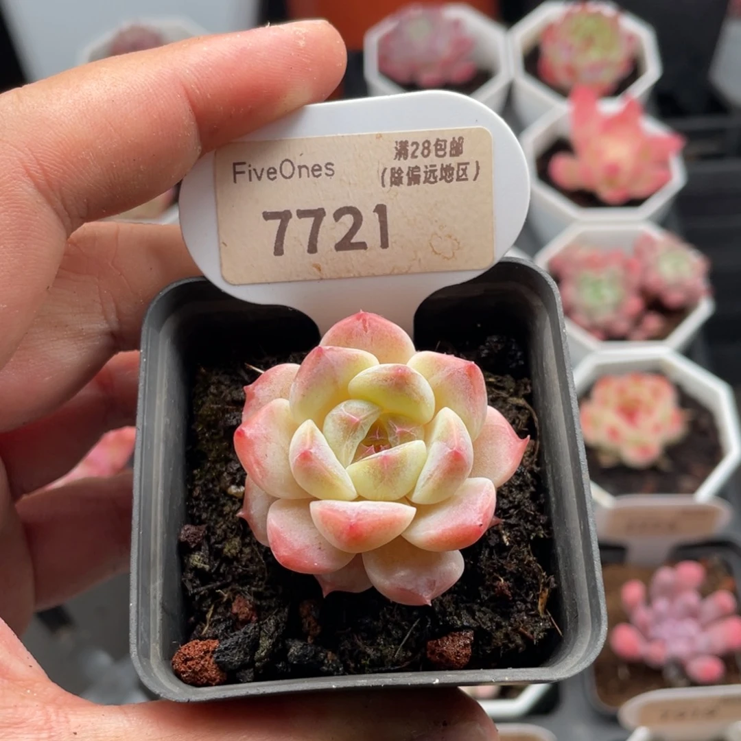 冰魄7721-4.0厘米