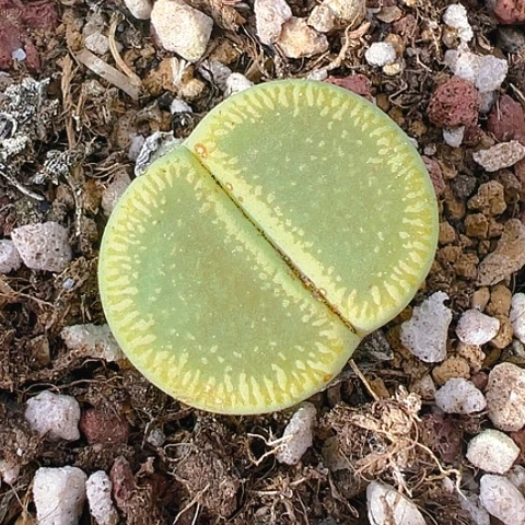 【闪购商品】25692