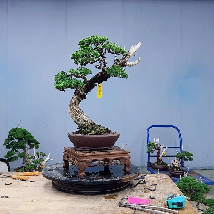 一***8无花朵老桩山采柏树