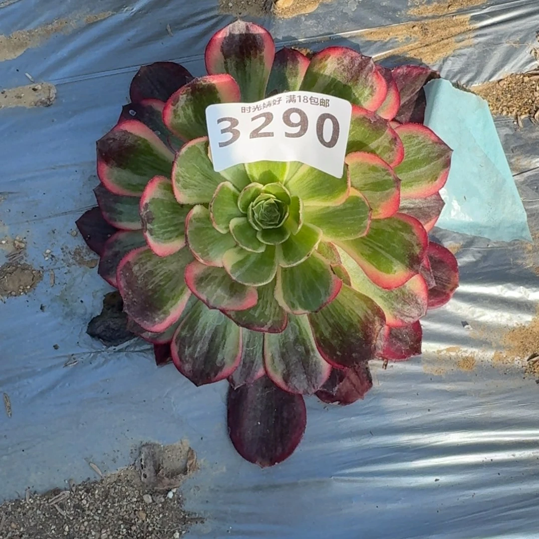 鑫*头3290黑魔锦多肉植物