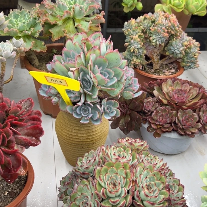 嫣***笑完全开放蓝光多肉植物064