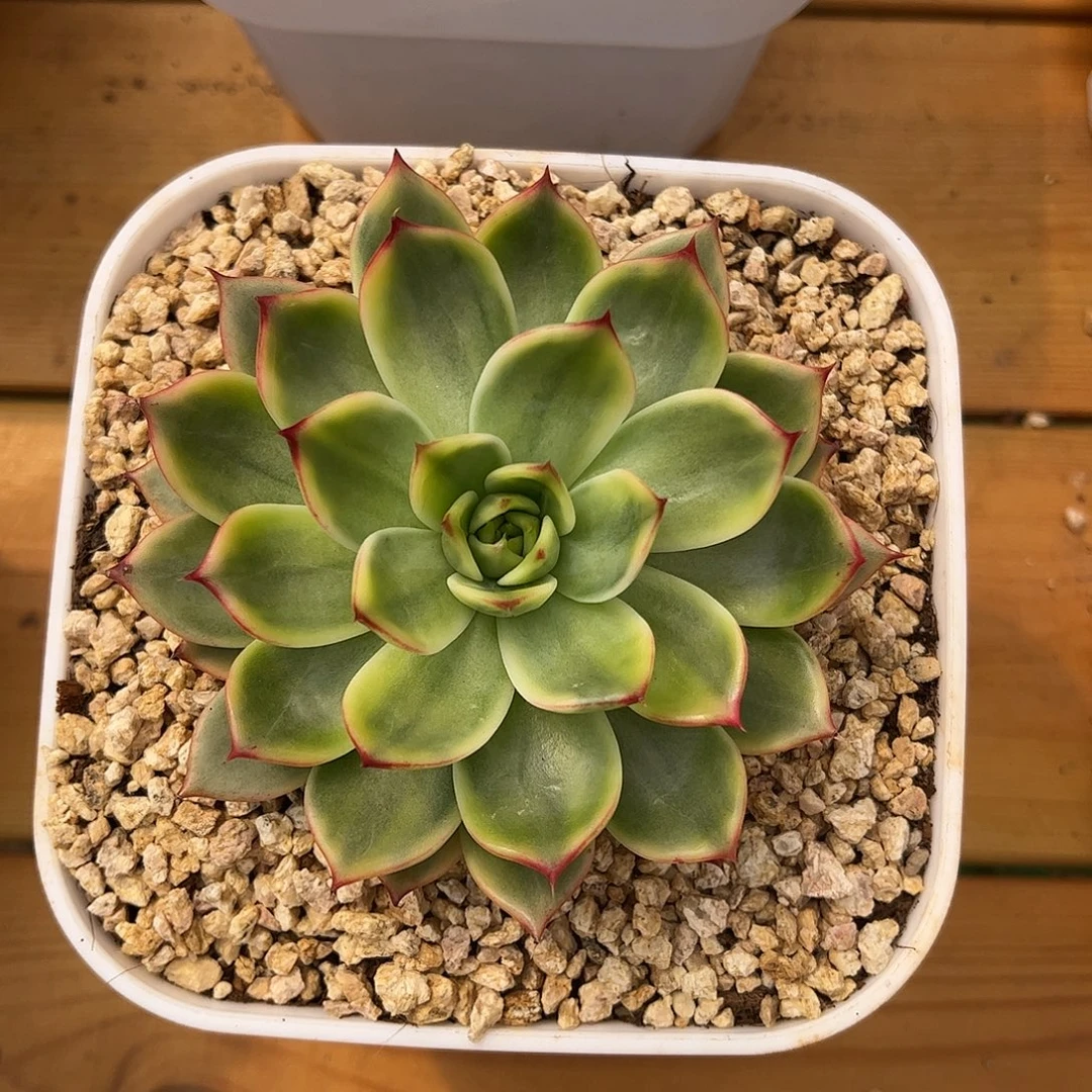 桃花锦 婕宝一物一拍