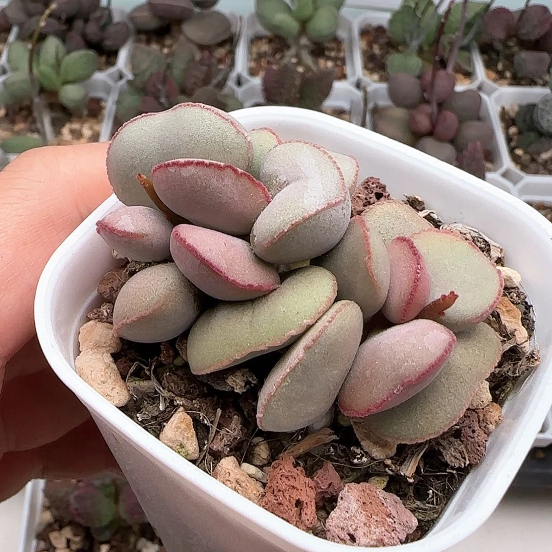 白肌红蛋多肉水泡植物