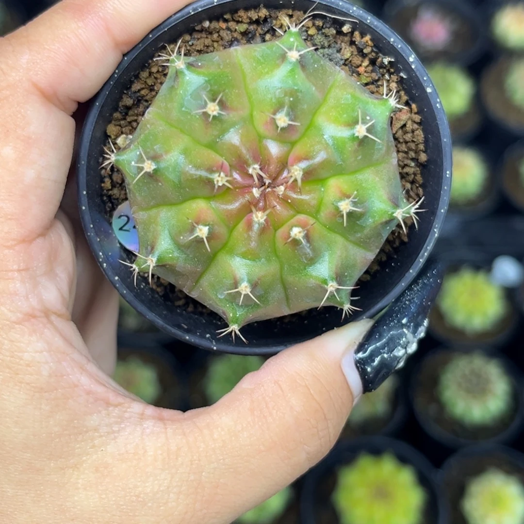 240 金属色包子轮回 带盆土福利