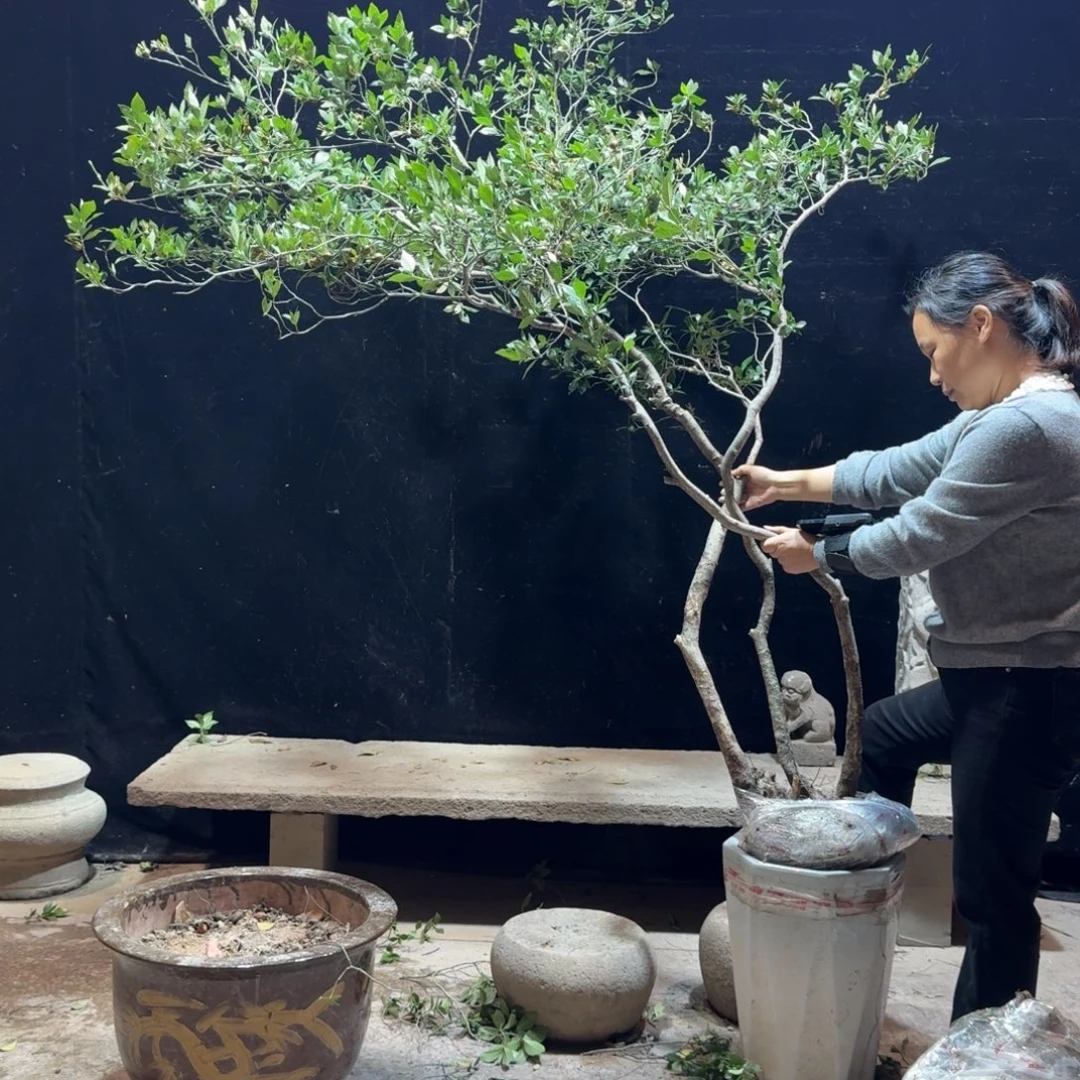 农***工完全开放栀子花造型树一物一拍