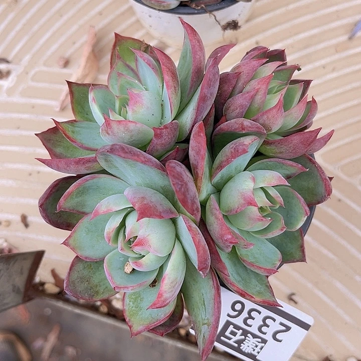 惊鸿仙子2336多肉植物