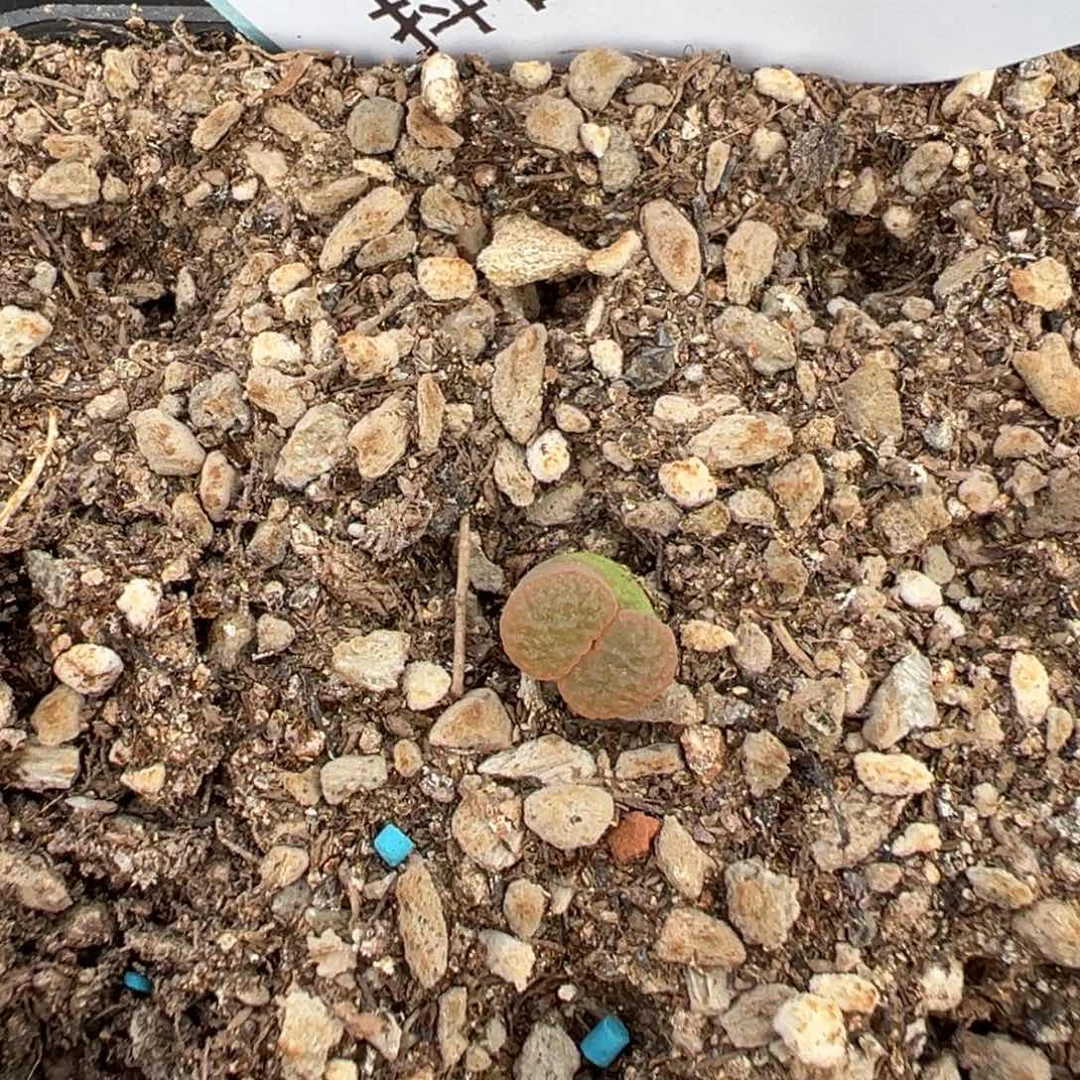 27-74量拍雪花磁铁风铃5颗