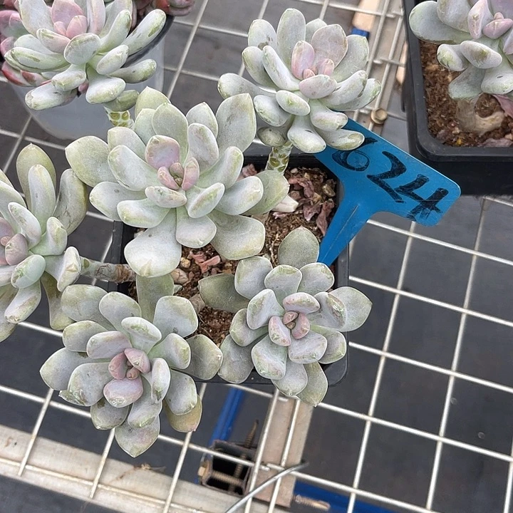 【***】两单包邮，一物一拍624