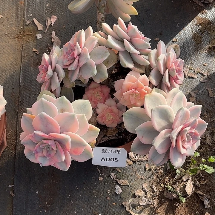 我***乖紫乐锦Ａ005号一颗一物一拍