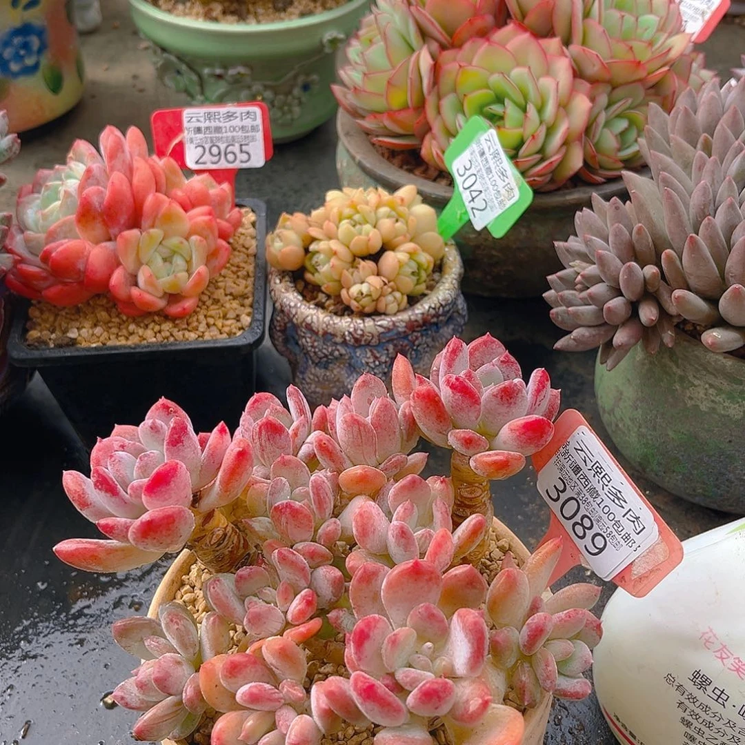 3089灰姑娘多肉植物