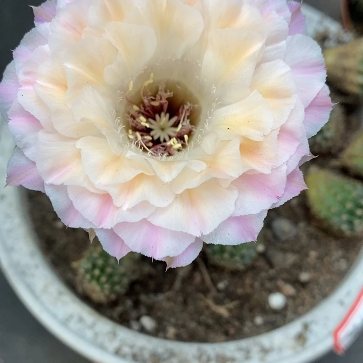 香香仙仙侧芽2.5公分左右微瑕