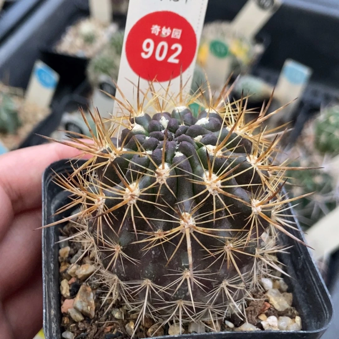 实生强刺逆龙丸4.8cm