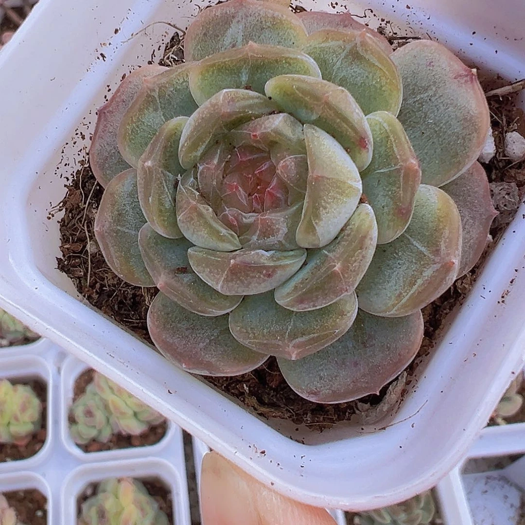 精品白恋19包邮多肉