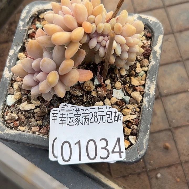 幸运的是我还在幸运