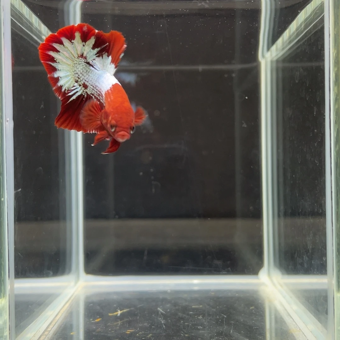 斗鱼52号越南星尾fccp