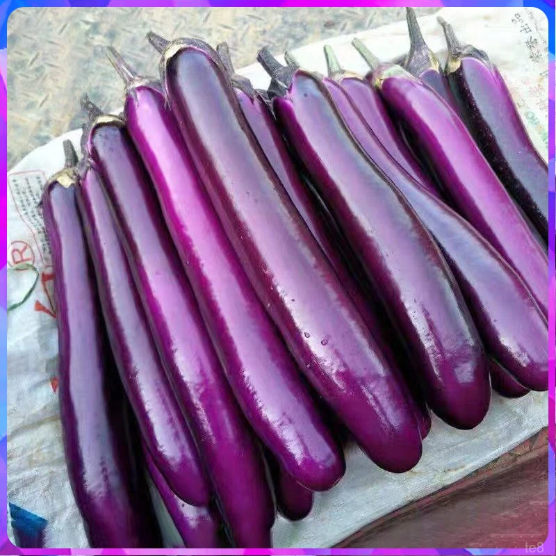 新鲜紫茄子农家露天种植紫皮茄子牛角茄子烧烤茄子包邮农产品蔬菜