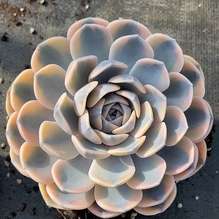 汉堡锦周正大单头