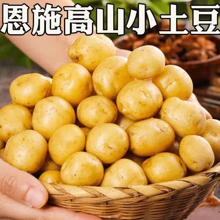 恩施马尔科黄心小土豆新鲜现挖3/5/9斤迷你马铃薯洋芋小吃炕土豆