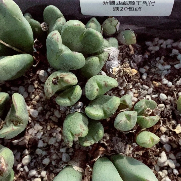 二*半我是一只小小鸟地域鬼的649