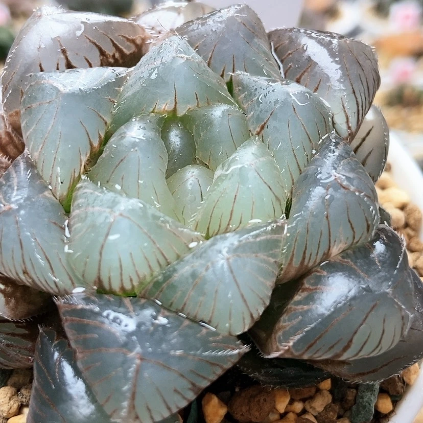 【闪购商品】树***猫蓝镜37