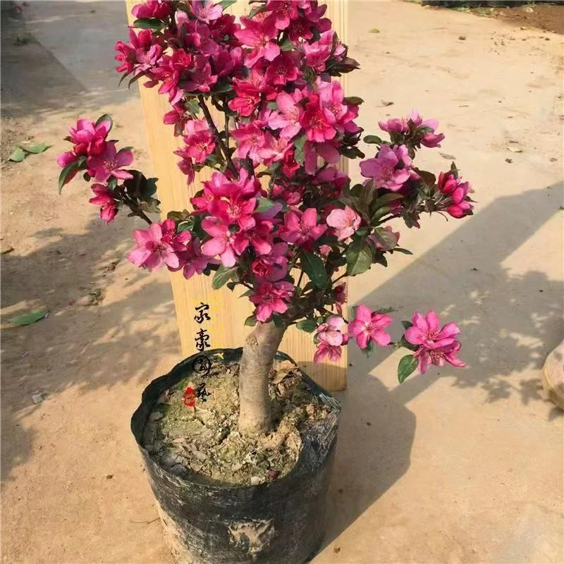 贵人果老桩 三公分粗老桩盆景 观花赏果